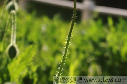 į绨