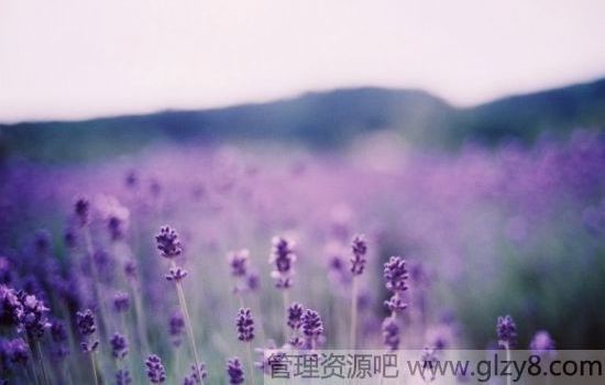 ˹Ŀ࿴罻