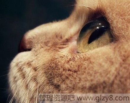 qqlolǩ