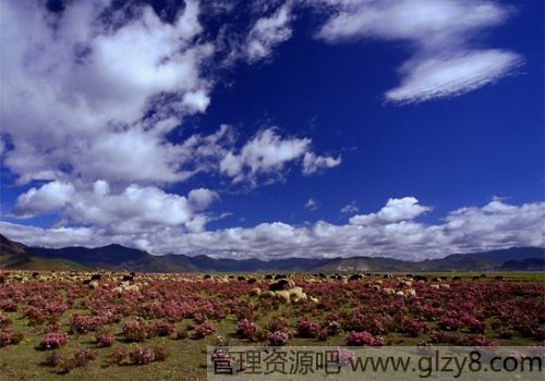 这五种花不要买