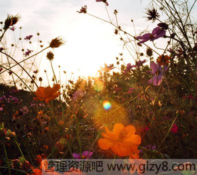 人工饲养牡丹鹦鹉的养殖技术