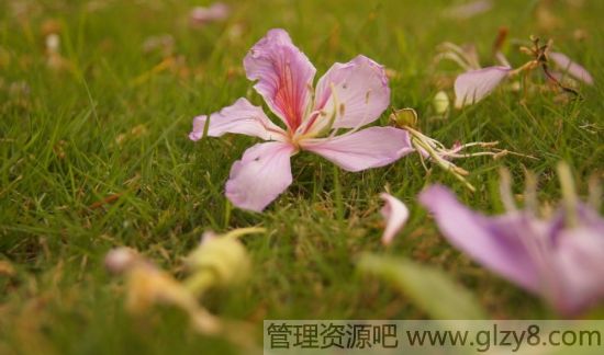 磬ֻ·