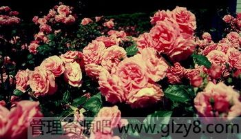 ҸǼסһ....