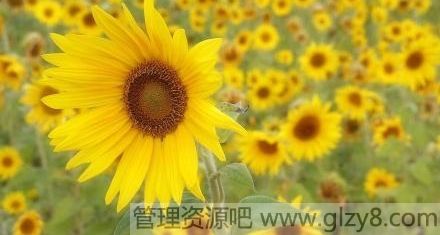 磬