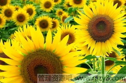 磬