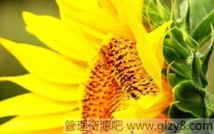 磬
