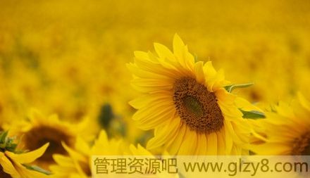 磬