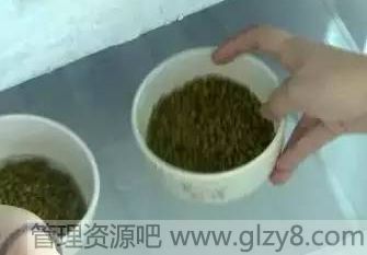 绿豆煮开花只需2分钟怎么做