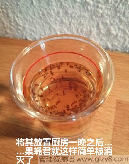 消灭小果蝇自制糖衣炮弹