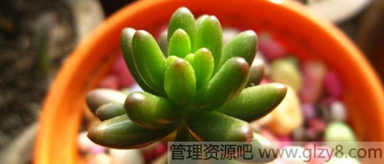 多肉植物虹之玉的养殖方法