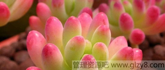 多肉植物虹之玉的养殖方法