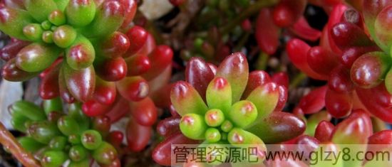 多肉植物虹之玉的养殖方法