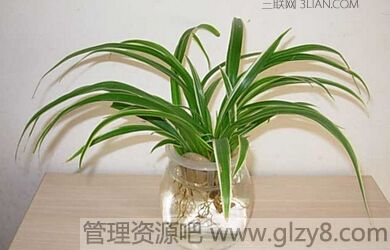 新房装修后放什么植物好