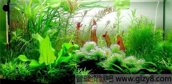 水族箱如何正确安装过滤器