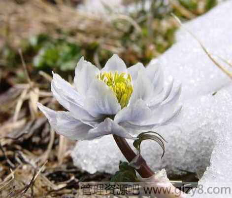 雪莲花的功效与作用及食用方法