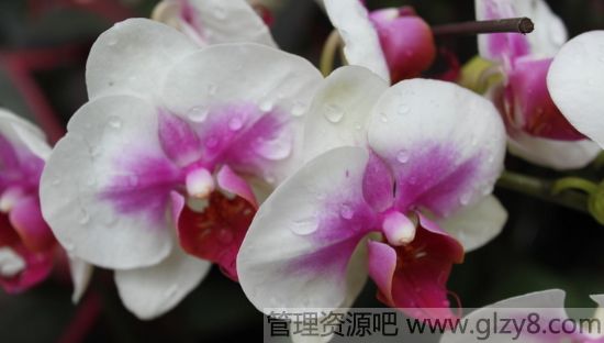 阳台种植花卉对住宅风水好不好