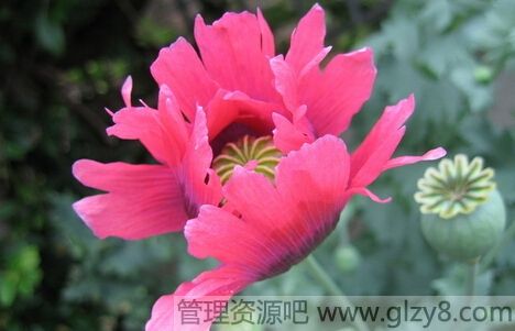 凤仙花有什么功效与作用