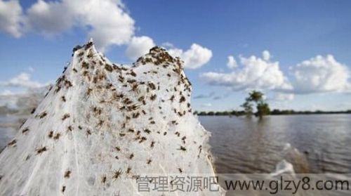 澳大利亚下的蜘蛛雨是怎么回事