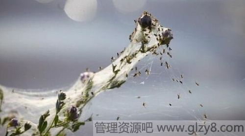 澳大利亚下的蜘蛛雨是怎么回事