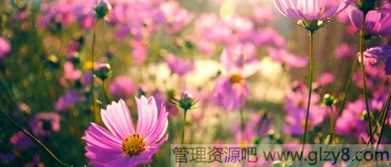 格桑花的花语是什么