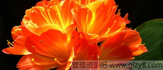 君子兰花语是什么