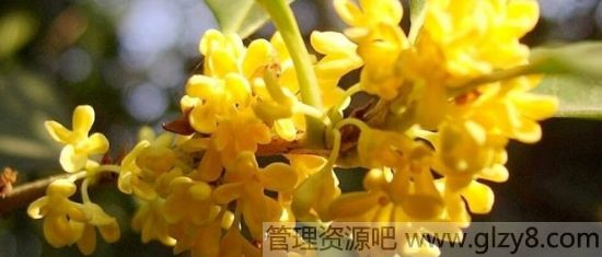 桂花的花语是什么