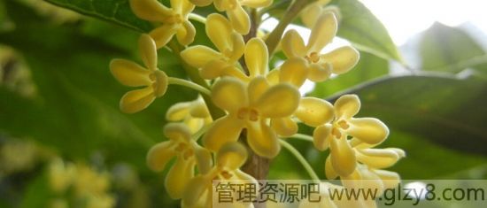 桂花的花语是什么