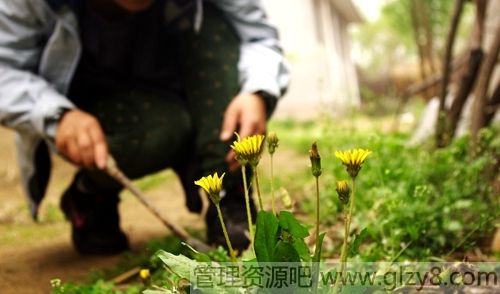 如何识别有毒野菜