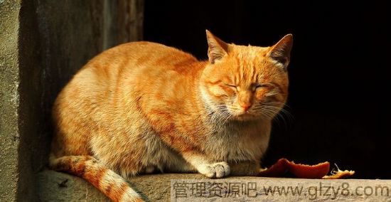 猫屎为什么这么臭？