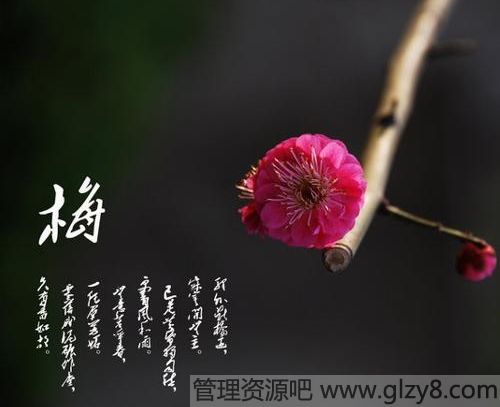 花中四君子指什么