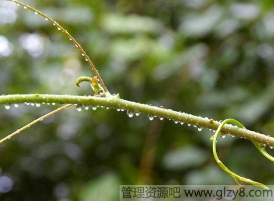 在野外 这10种植物关键时刻可救命