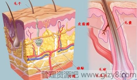 哪些病可以导致秃眉症？