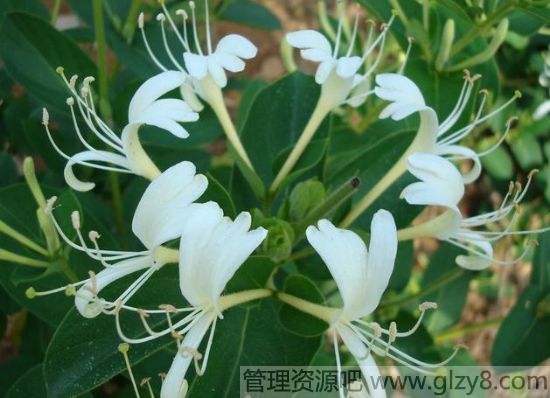 金银花茶泡饮方法