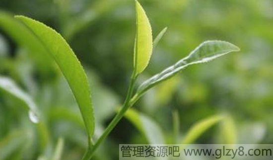 明清茶具的风格及品种类型不同