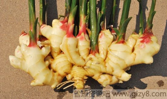 ļ淽