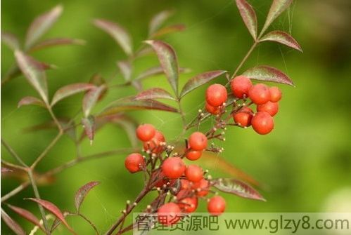 常识这些花很好看但有毒，不要随便放在室内