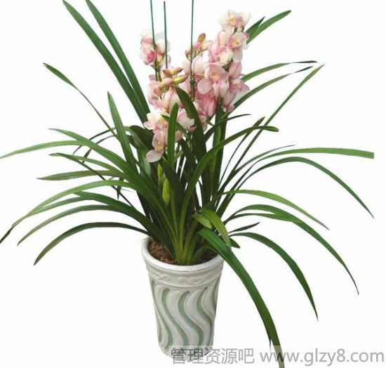 ڼҾе