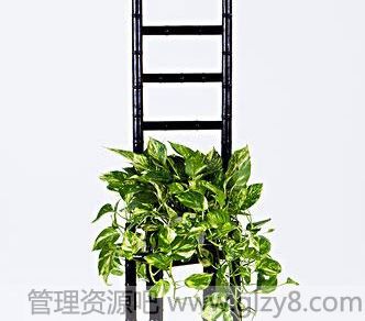 什么植物净化空气效果最明显？