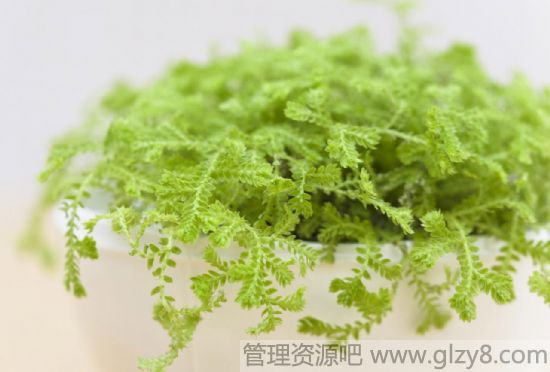 立冬了，家里的花花草草怎么养？