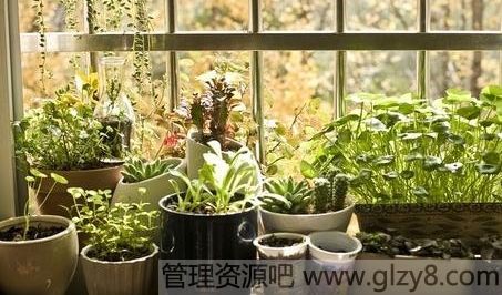 室内吸毒植物排行榜