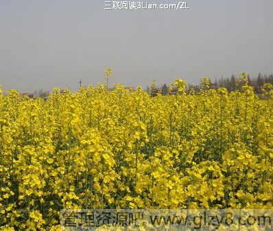 不可忽略的清明节扫墓36条基本原理，一定要了解