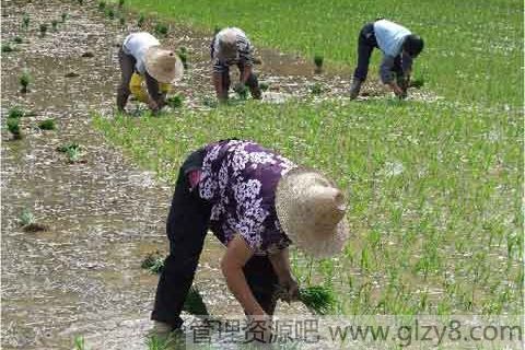 小满节气的起源