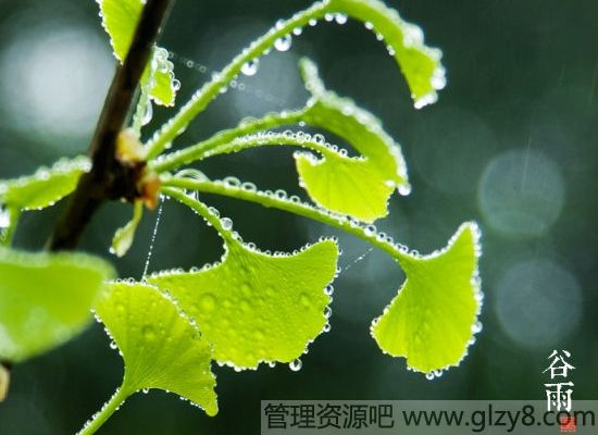 谷雨是什么节气