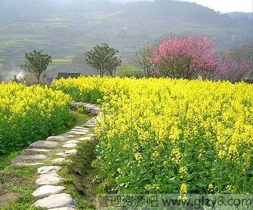 古代植树节趣闻轶事