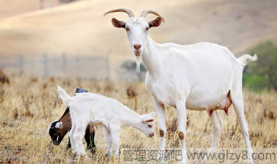 夏季如何防治羊腐蹄病