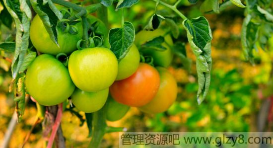 冬季大棚番茄空心的预防