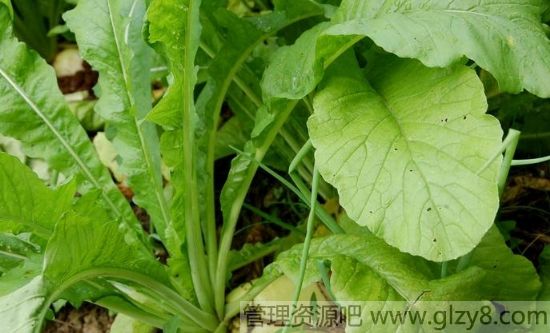 萝卜挖心能增产