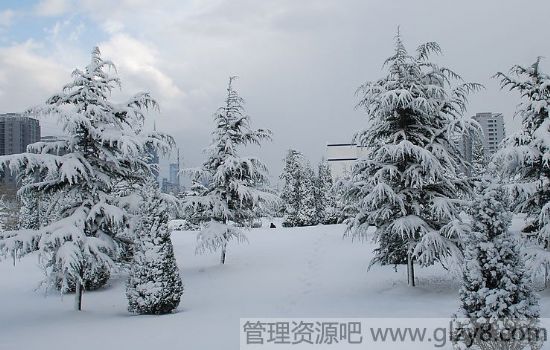 大雪压青松的意思