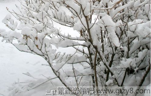 纯洁的雪