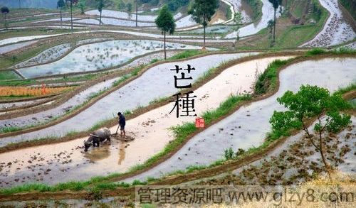 各地芒种节气谚语大全